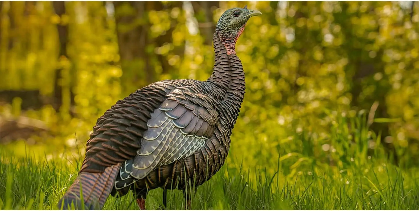 Hen Turkey Decoy | Durable Realistic Lifelike Standing Hunting Decoy with 2 Removable Heads, Carry Bag & Integrated