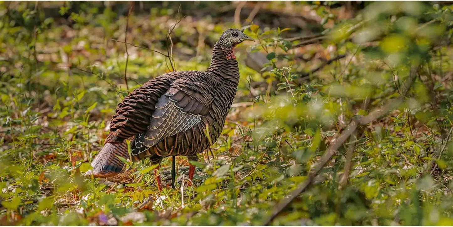 Hen Turkey Decoy | Durable Realistic Lifelike Standing Hunting Decoy with 2 Removable Heads, Carry Bag & Integrated